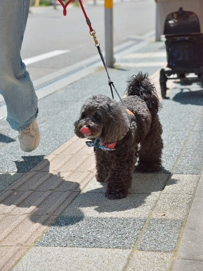 愛犬と仙台ストリートで撮影｜URBAN DOG CULTUREフォトセッション【CUUN掲載特典付き】