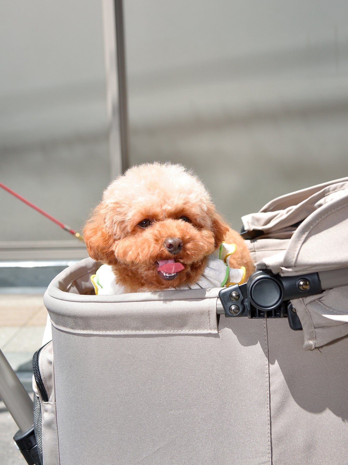 愛犬と仙台ストリートで撮影｜URBAN DOG CULTUREフォトセッション【CUUN掲載特典付き】