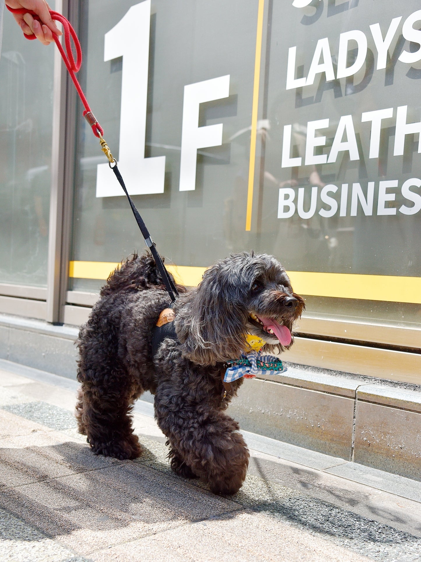 愛犬と仙台ストリートで撮影｜URBAN DOG CULTUREフォトセッション【CUUN掲載特典付き】