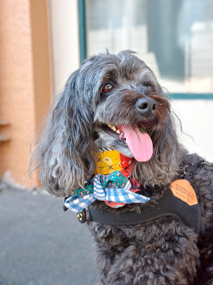 愛犬と仙台ストリートで撮影｜URBAN DOG CULTUREフォトセッション【CUUN掲載特典付き】