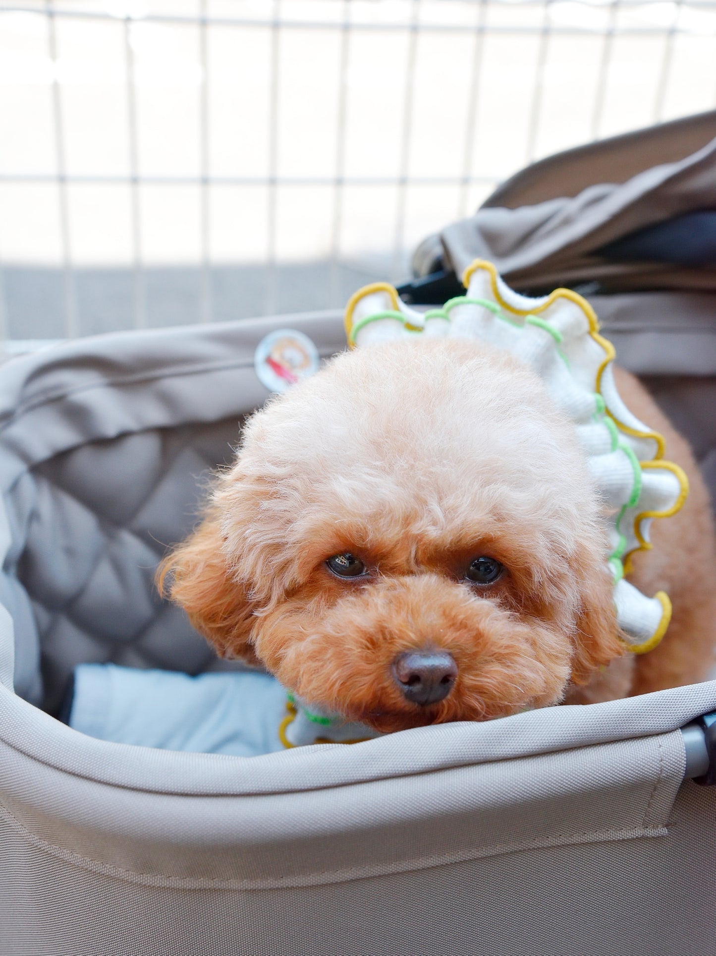愛犬と仙台ストリートで撮影｜URBAN DOG CULTUREフォトセッション【CUUN掲載特典付き】