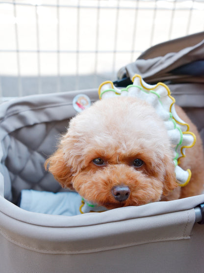 愛犬と仙台ストリートで撮影｜URBAN DOG CULTUREフォトセッション【CUUN掲載特典付き】