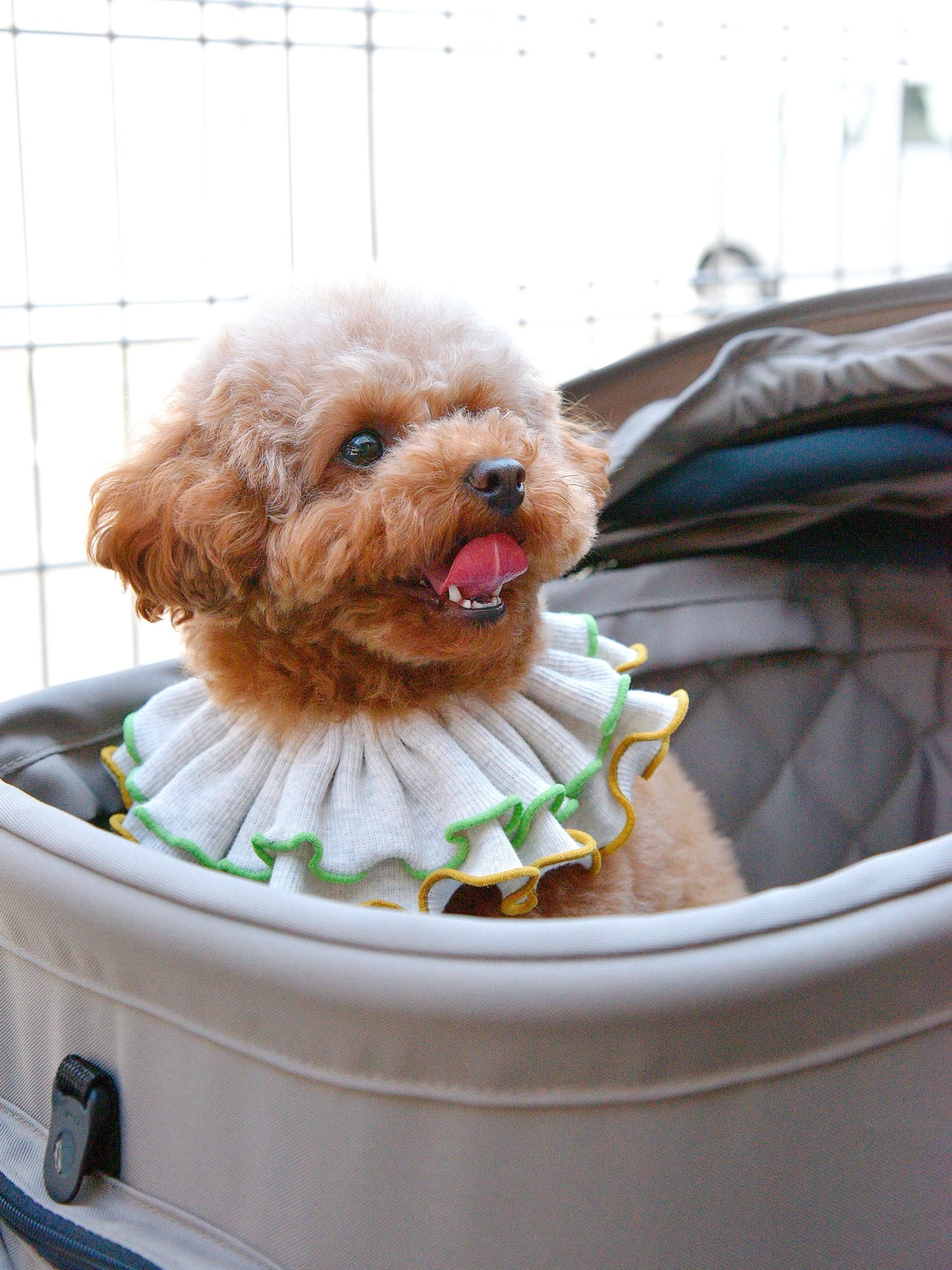 愛犬と仙台ストリートで撮影｜URBAN DOG CULTUREフォトセッション【CUUN掲載特典付き】
