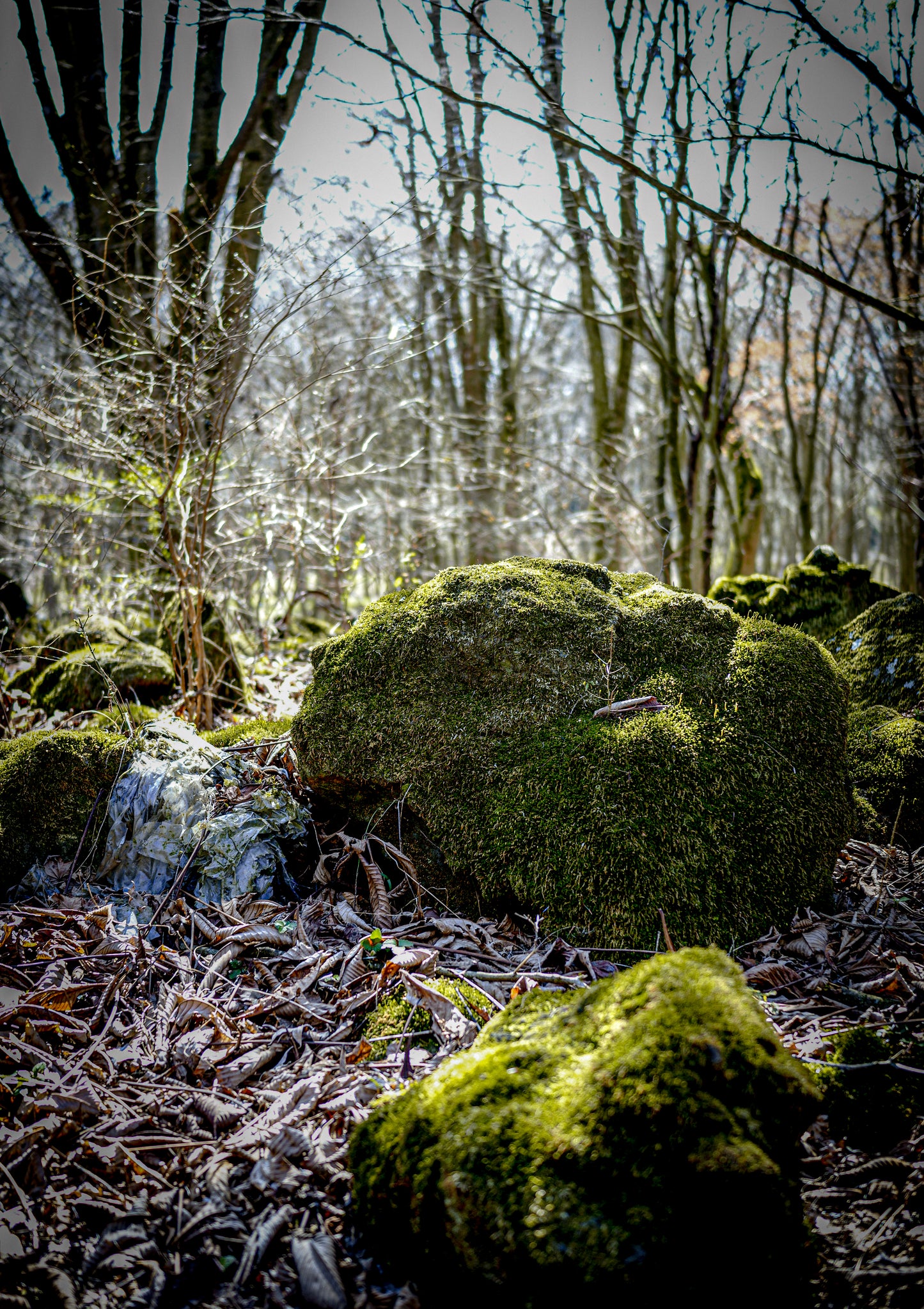【2026年5月30日-31日】愛犬と遠足｜富士山×朝霧高原｜家族で過ごす1日体験（CUUN）