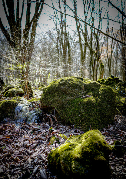 【2026年5月30日-31日】愛犬と遠足｜富士山×朝霧高原｜家族で過ごす1日体験（CUUN）