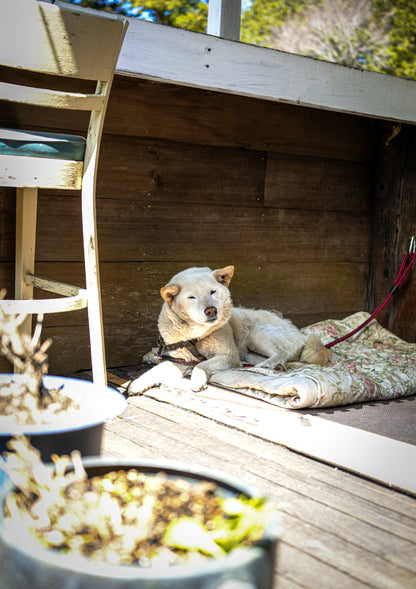 【2026年5月30日-31日】愛犬と遠足｜富士山×朝霧高原｜家族で過ごす1日体験（CUUN）