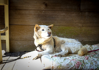 【2026年5月30日-31日】愛犬と遠足｜富士山×朝霧高原｜家族で過ごす1日体験（CUUN）