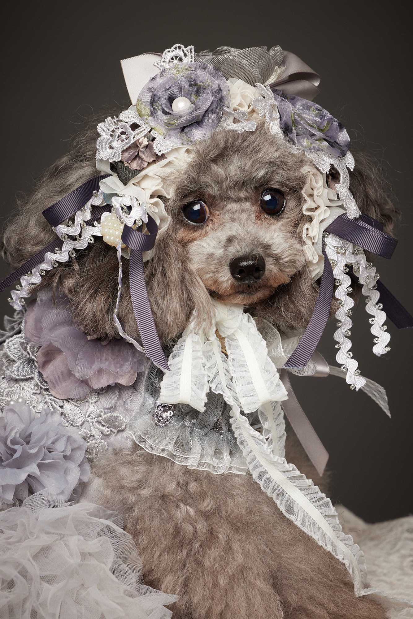 【10/23（木）～24日（金）開催】この一瞬が、永遠になる愛犬撮影会｜東京・代官山 photo by tottoko