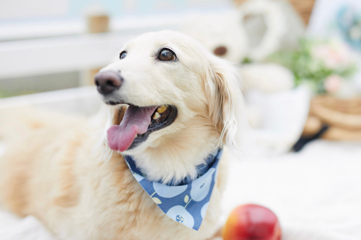 【9/20（土）～21日（日）開催】愛犬と心斎橋ストリートで撮影｜フォトセッション【CUUN掲載特典付き】