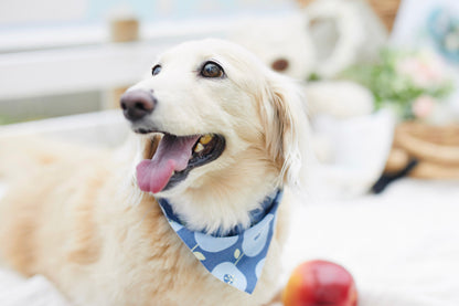 【9/20（土）～21日（日）開催】愛犬と心斎橋ストリートで撮影｜フォトセッション【CUUN掲載特典付き】