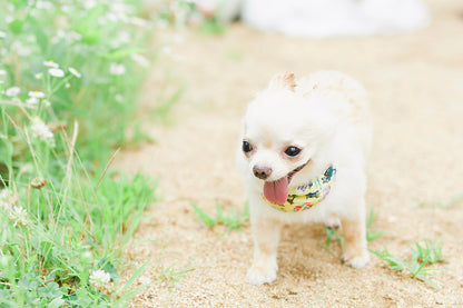 【9/20（土）～21日（日）開催】愛犬と心斎橋ストリートで撮影｜フォトセッション【CUUN掲載特典付き】