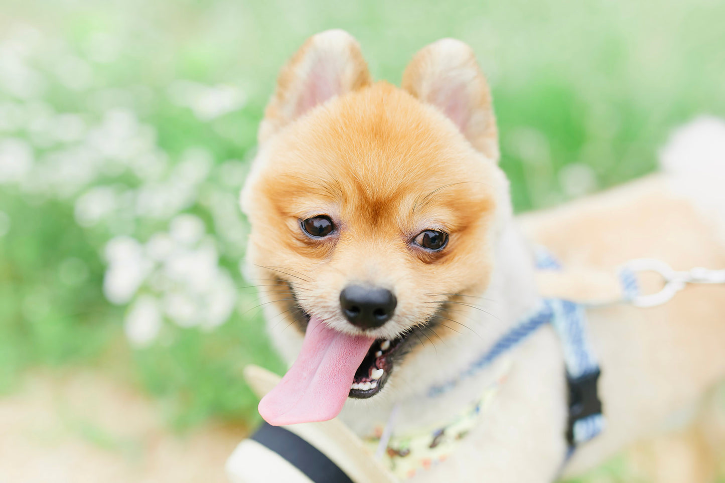【9/20（土）～21日（日）開催】愛犬と心斎橋ストリートで撮影｜フォトセッション【CUUN掲載特典付き】