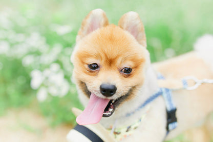 【9/20（土）～21日（日）開催】愛犬と心斎橋ストリートで撮影｜フォトセッション【CUUN掲載特典付き】