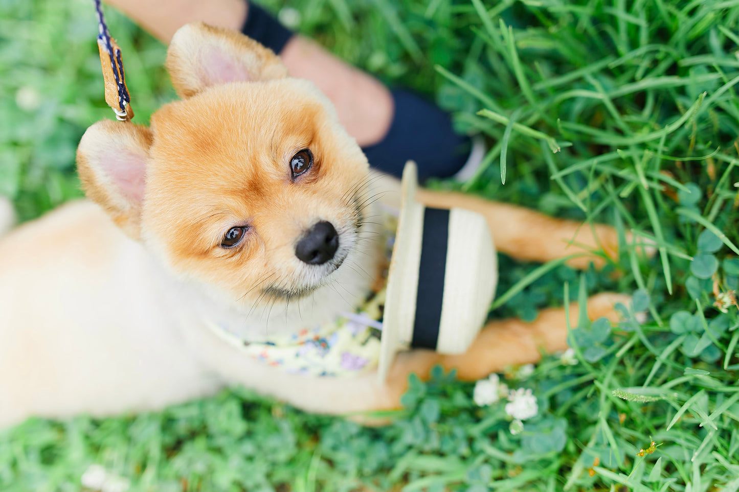 【9/20（土）～21日（日）開催】愛犬と心斎橋ストリートで撮影｜フォトセッション【CUUN掲載特典付き】
