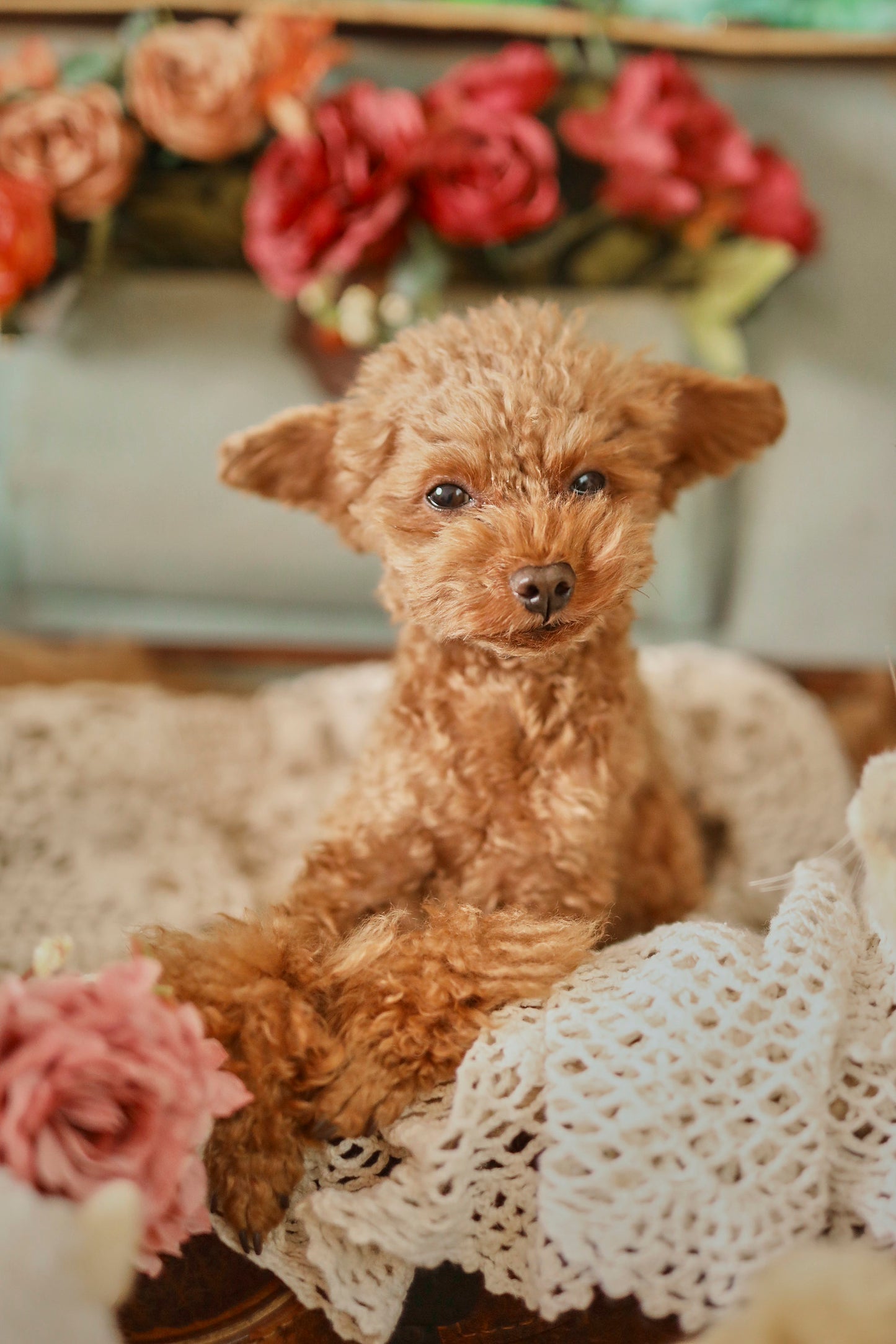 【9/20（土）～21日（日）開催】愛犬と心斎橋ストリートで撮影｜フォトセッション【CUUN掲載特典付き】