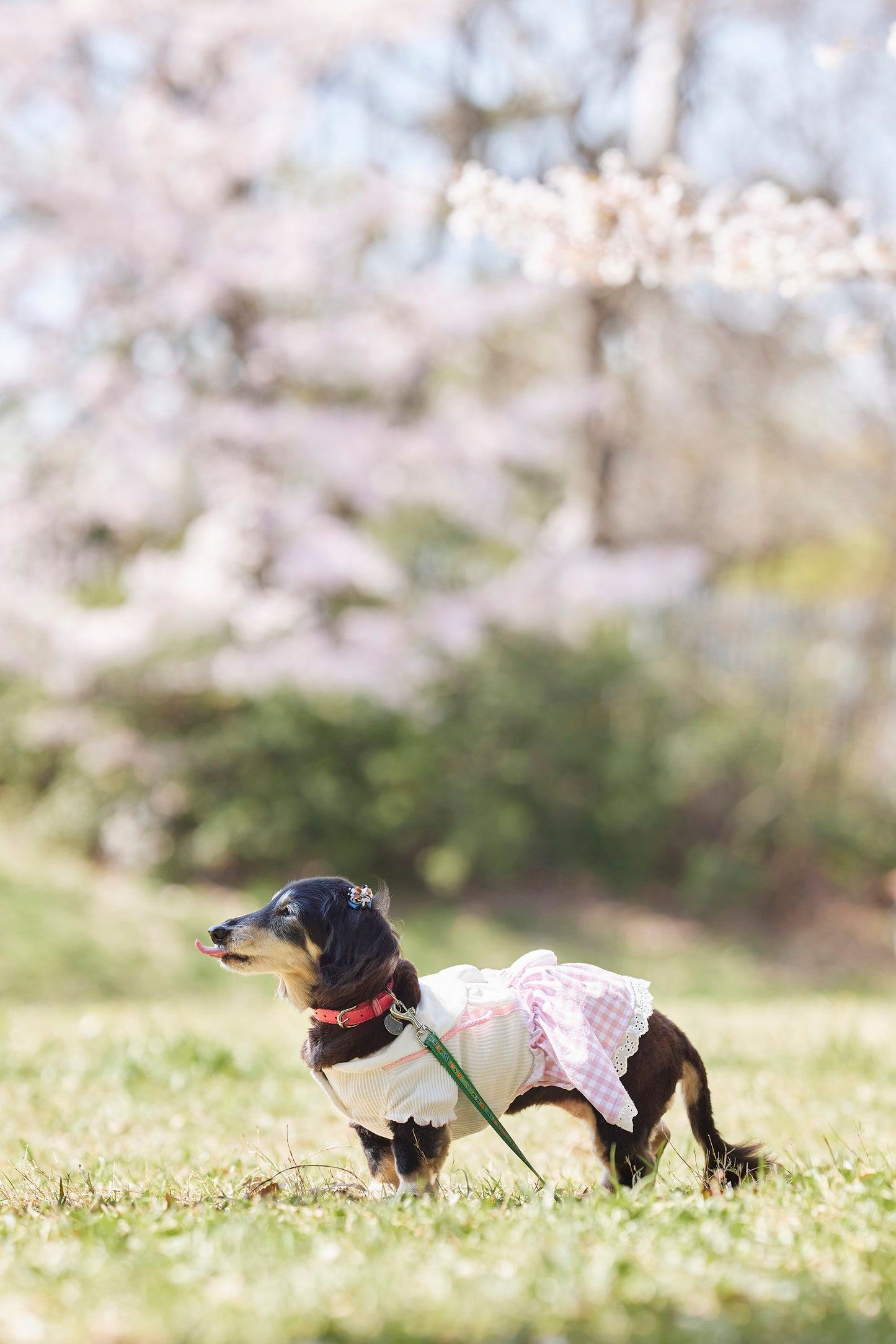 【9/20（土）～21日（日）開催】愛犬と心斎橋ストリートで撮影｜フォトセッション【CUUN掲載特典付き】