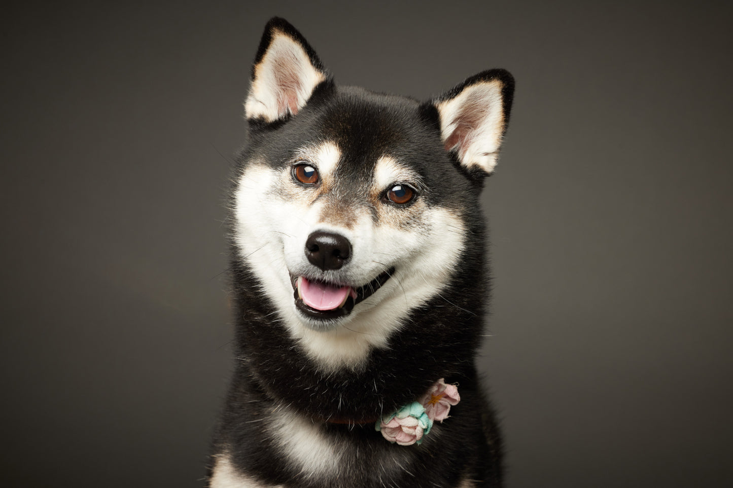 満員御礼（募集終了）【7/19（土）開催】この一瞬が、永遠になる愛犬撮影会｜東京・月島 photo by tottoko