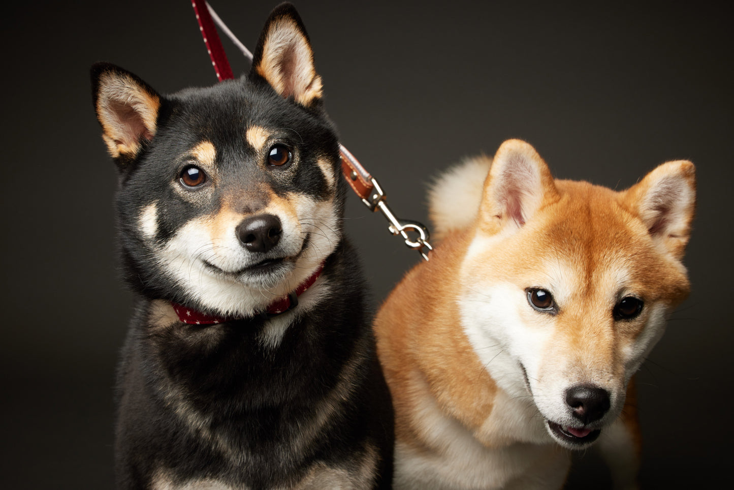 満員御礼（募集終了）【7/19（土）開催】この一瞬が、永遠になる愛犬撮影会｜東京・月島 photo by tottoko
