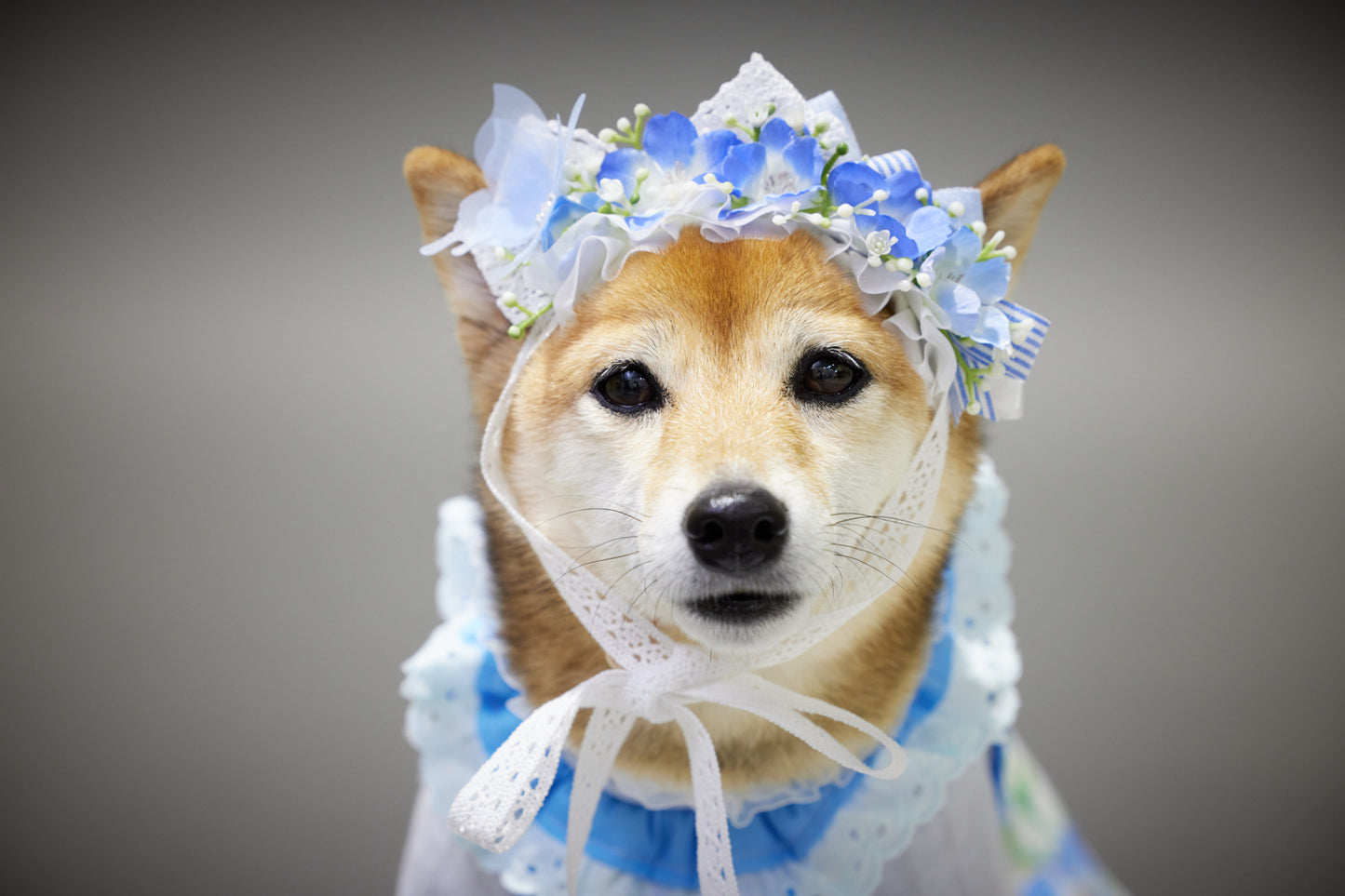 満員御礼（募集終了）【7/19（土）開催】この一瞬が、永遠になる愛犬撮影会｜東京・月島 photo by tottoko